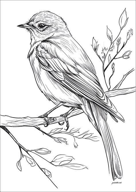 bird pictures to draw|free bird photos to print.